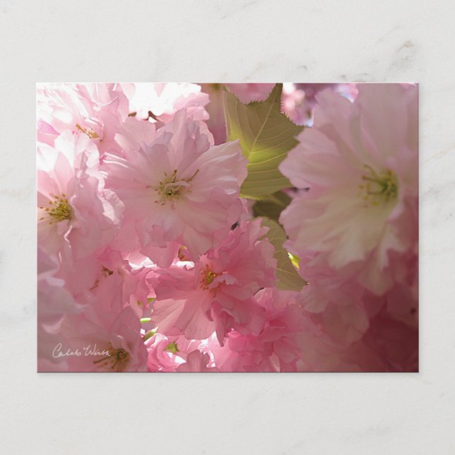 Rosa Frühlingsblüten Postkarte (Vorderseite)