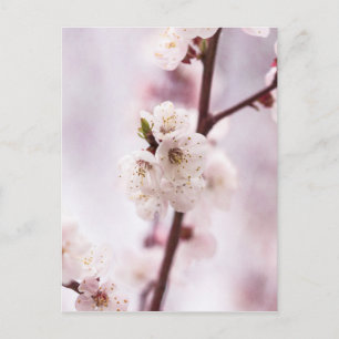 Rosa Frühlingsblüten Postkarte