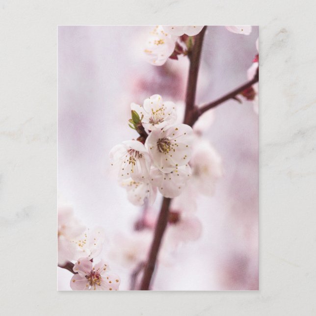 Rosa Frühlingsblüten Postkarte (Vorderseite)