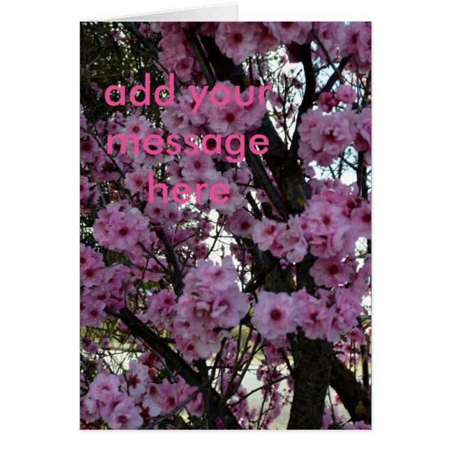 Rosa Frühlingsblütenbaum, (Vorne)