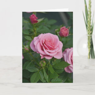 Rosa Frühlingsrosen Druck Grußkarte Karte