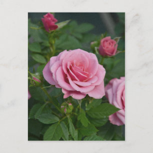 Rosa Frühlingsrosen-Print Postkarte