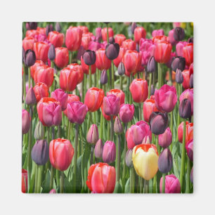 Rosa Frühlingstulpemagnet Magnet