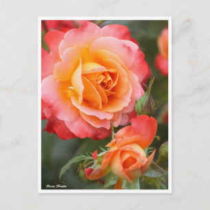 Rosa Fruite: Postkarte