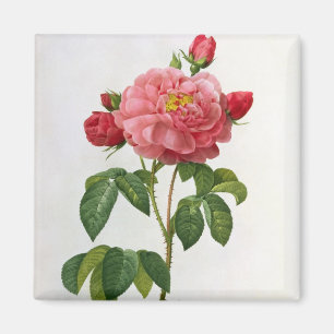 Rosa Gallica Aurelianensis Magnet