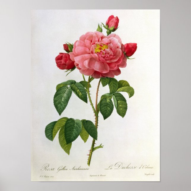 Rosa Gallica Aurelianensis Poster (Vorne)
