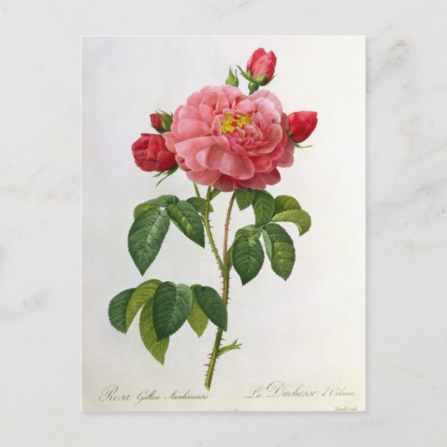 Rosa Gallica Aurelianensis Postkarte (Vorderseite)