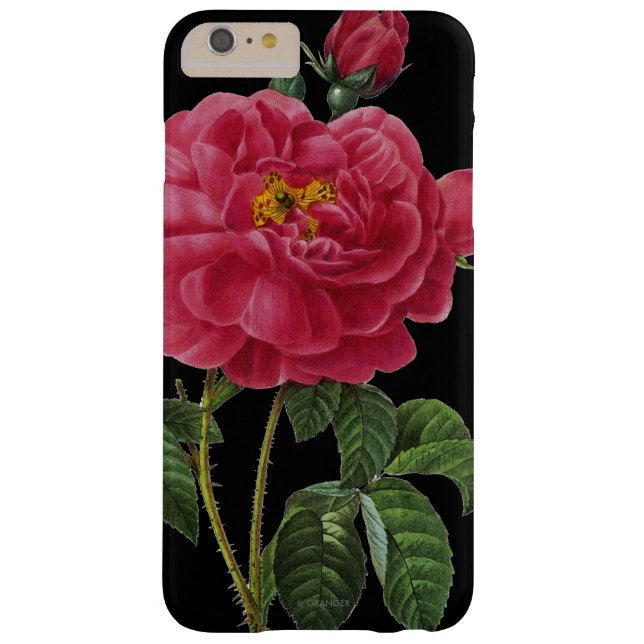 Rosa Gallica Case-Mate iPhone Hülle (Rückseite)