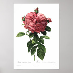 Rosa gallica flore giganteo poster
