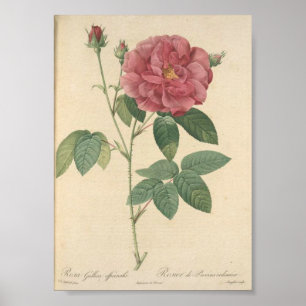 Rosa Gallica Officinalis, Rosier des Apothicaires Poster