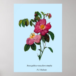 Rosa gallica, Pierre Joseph Redouté Poster