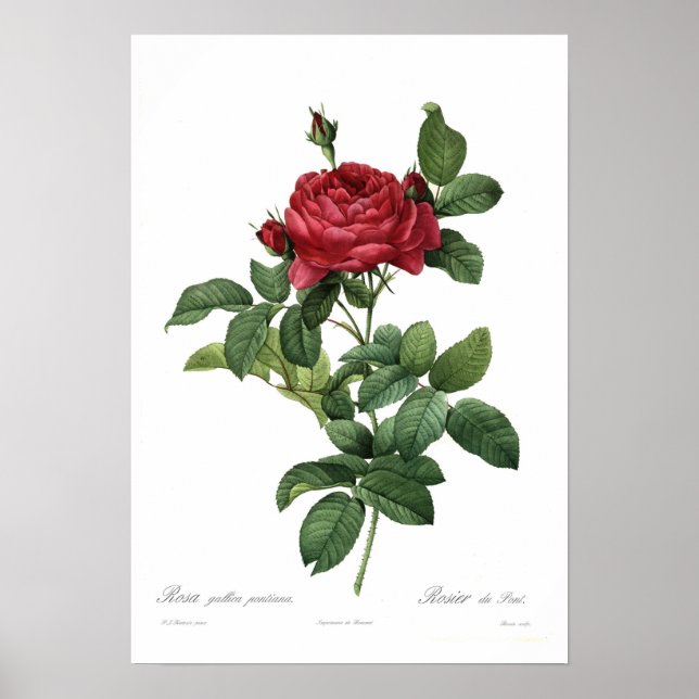 Rosa gallica pontiana poster (Vorne)