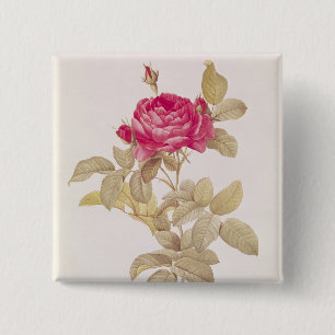 Rosa Gallica Pontiana, von 'Les Rosen Button