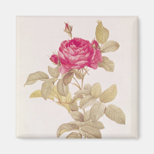 Rosa Gallica Pontiana, von 'Les Rosen Magnet
