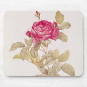 Rosa Gallica Pontiana, von 'Les Rosen Mousepad