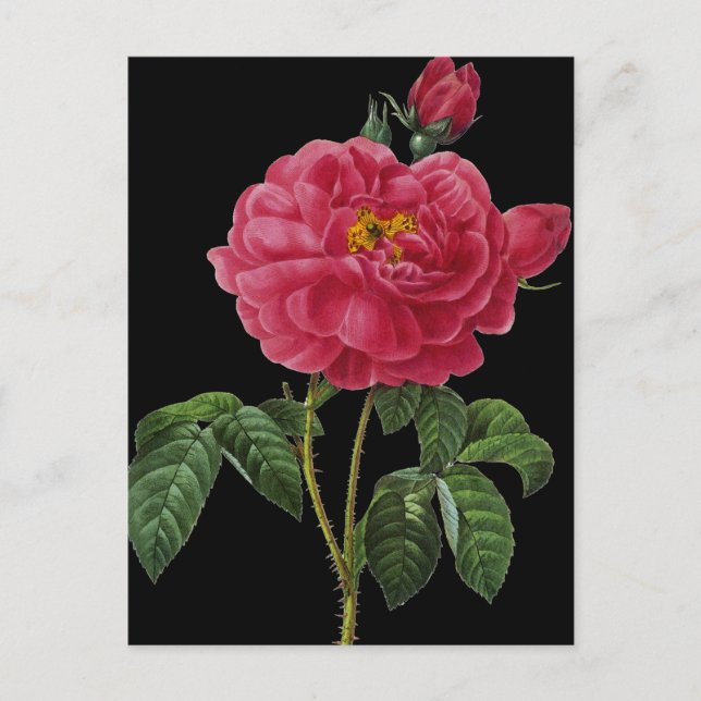 Rosa Gallica Postkarte (Vorderseite)