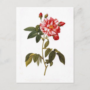 Rosa gallica postkarte