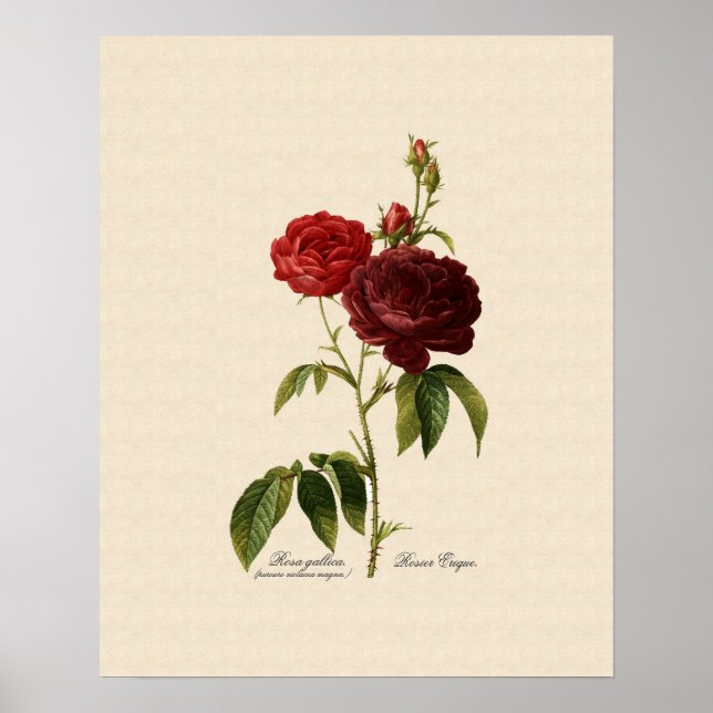 Rosa gallica puro-violacea magna poster (Vorne)