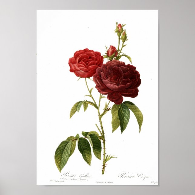 Rosa gallica puro-violacea magna poster (Vorne)