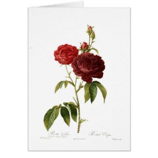 Rosa gallica purpuro