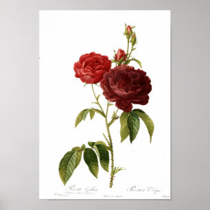 Rosa gallica purpuro-violacea Magna Poster