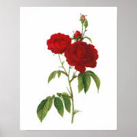 Rosa Gallica Redoute
