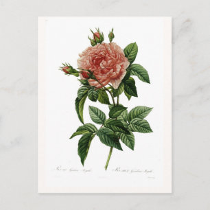Rosa gallica regalis postkarte