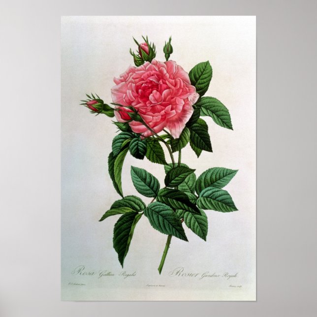 Rosa Gallica Regallis Poster (Vorne)