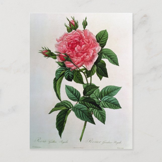 Rosa Gallica Regallis Postkarte (Vorderseite)