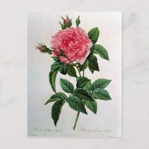 Rosa Gallica Regallis Postkarte