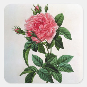 Rosa Gallica Regallis Quadratischer Aufkleber