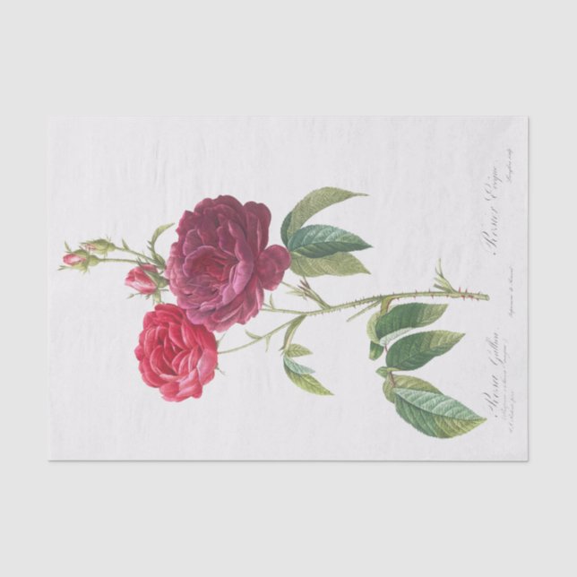 Rosa Gallica Seidenpapier (Vorderseite)