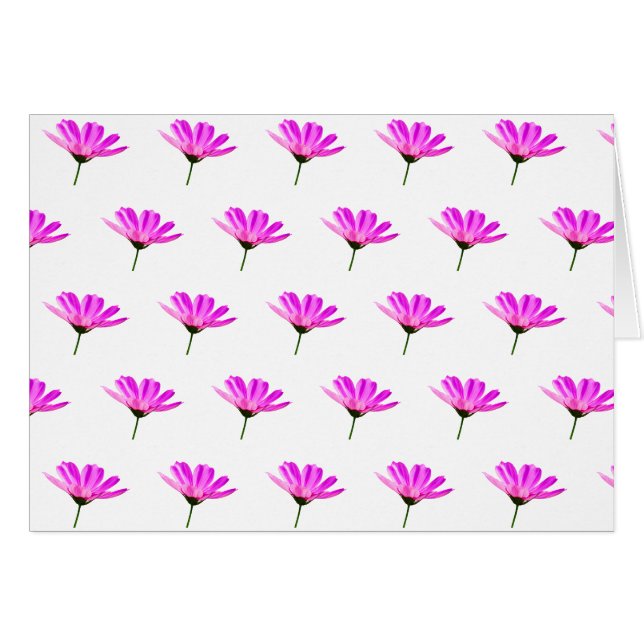 Rosa Gänseblümchen   (Vorderseite (Horizontal))