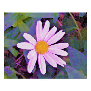 Rosa Gänseblümchen-Blume Poster