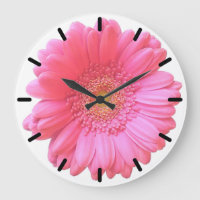 Rosa Gänseblümchen