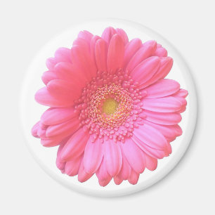 Rosa Gänseblümchen Magnet