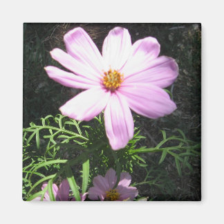 Rosa Gänseblümchen Magnet