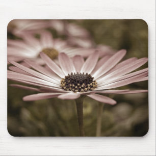 Rosa Gänseblümchen Makro Mousepad