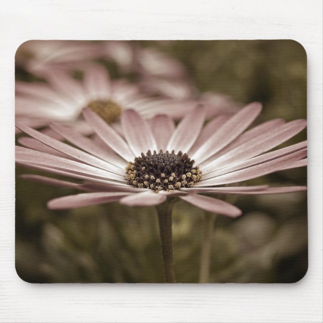 Rosa Gänseblümchen Makro Mousepad (Vorne)