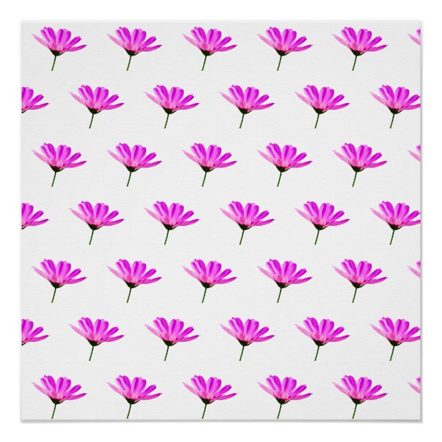 Rosa Gänseblümchen  Poster (Vorderseite)