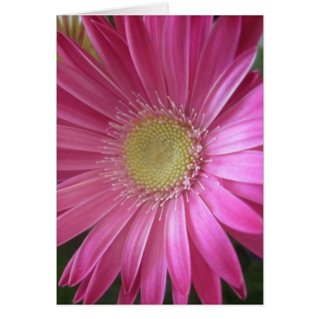 Rosa Gänseblümchen-Prinzessin (Vorne)