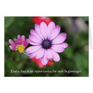 Rosa Gänseblümchenart Blume