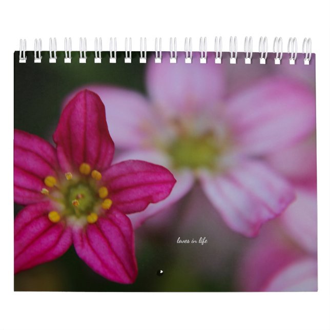 Rosa Garden Blume Kalender (Titelbild)