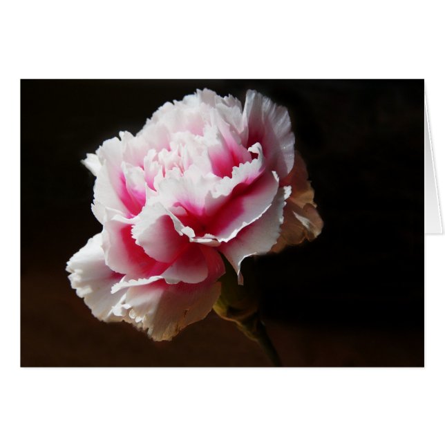 Rosa Gartennelkedianthus-Blume (Vorderseite (Horizontal))