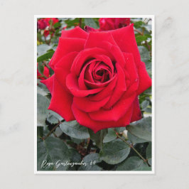 Rosa Gartenzauber '84 Postkarte