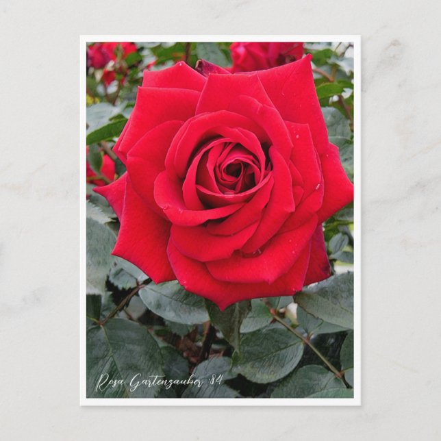 Rosa Gartenzauber '84 Postkarte (Vorderseite)