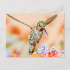 Rosa-gedrossener Hummingvogel, der über Blume flie Postkarte