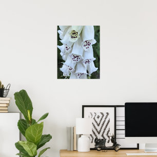 Rosa gefleckter Weißer Fingerhut Blumenbild Poster