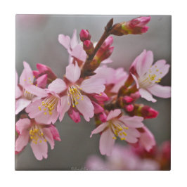 Rosa gegen eine Graue Himmelsblüte Fliese