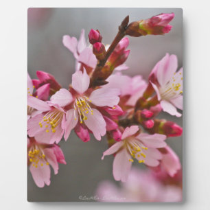 Rosa gegen einen grauen Himmel Japanische Kirschbl Fotoplatte